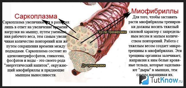 Гипертрофия и гиперплазмия