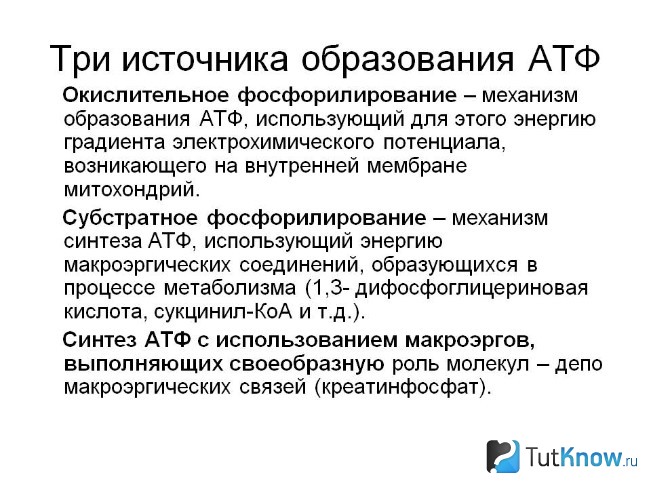 Три источника образования АТФ