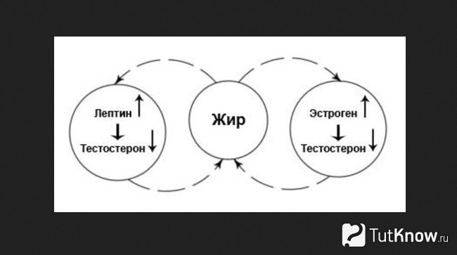 Влияние жира на выработку тестостерона