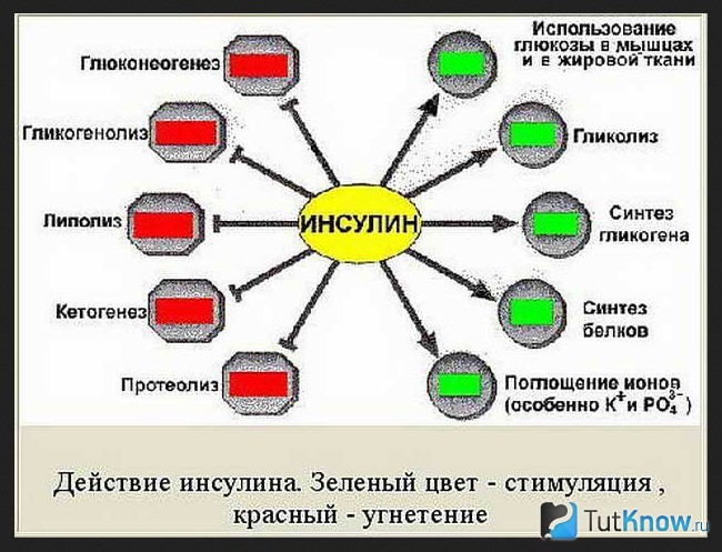 Действие инсулина на процессы в организме