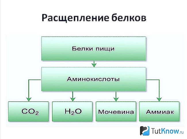Схема расщепления белков