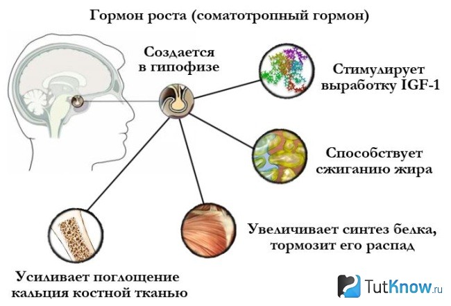 Справка о гормоне роста