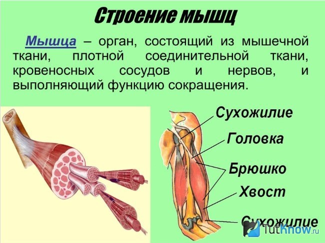Строение мышц