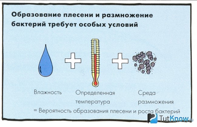 Условия для распространения плесени в помещении