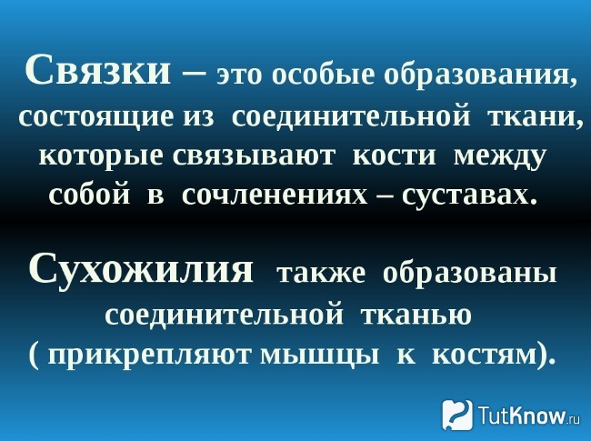 Определение связок и сухожилий