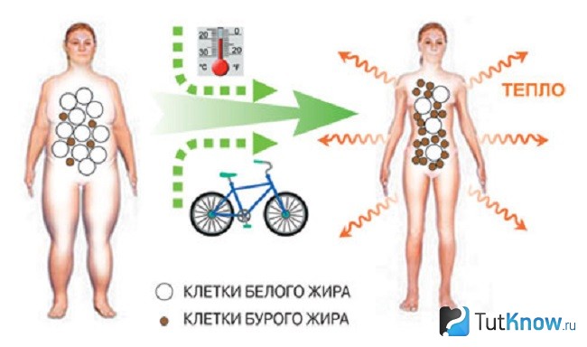 Схема превращения белого жира в бурый