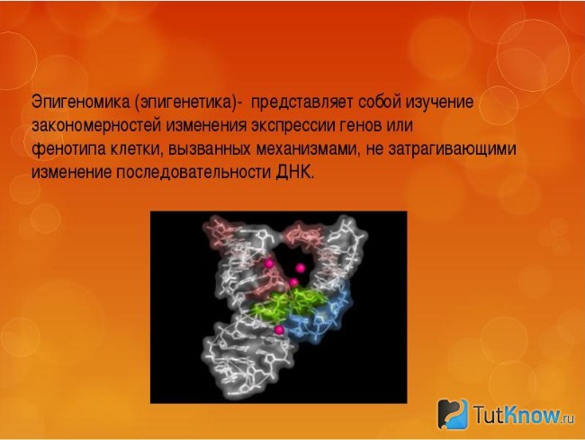 Толкование понятия эпигеномика (эпигенетика)