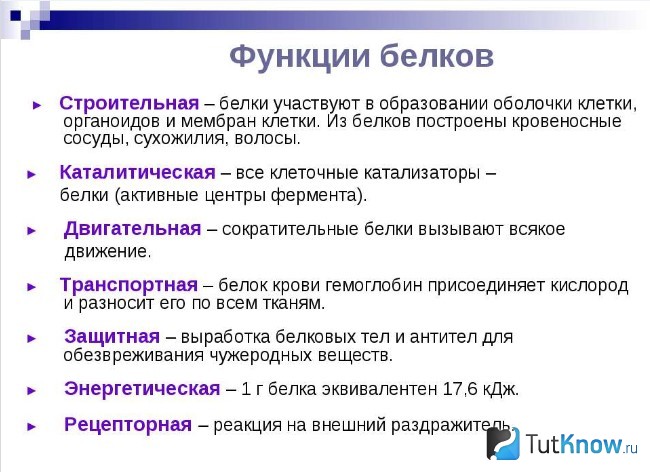 Функции белка