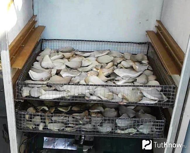 Сушка грибов в сушилке