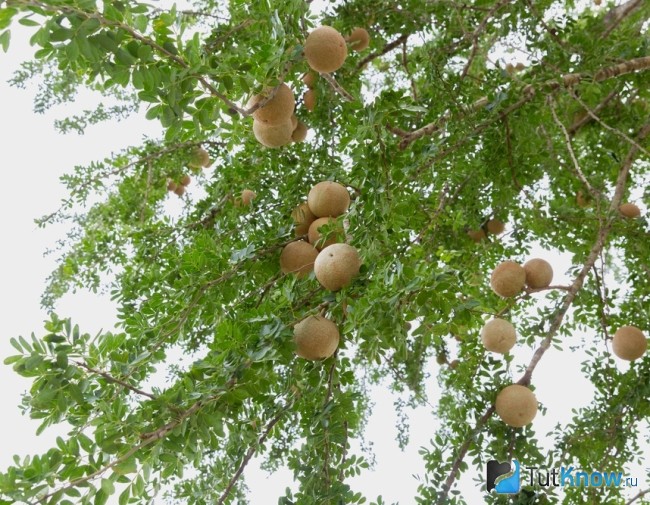 Как выглядит дерево ферония