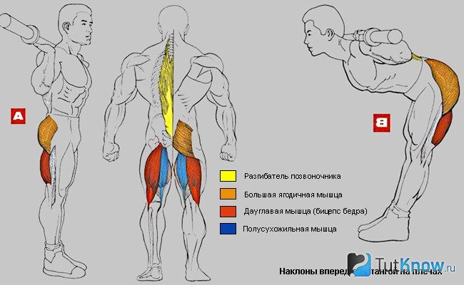 Задействованные мышцы при выполнении наклона со штангой