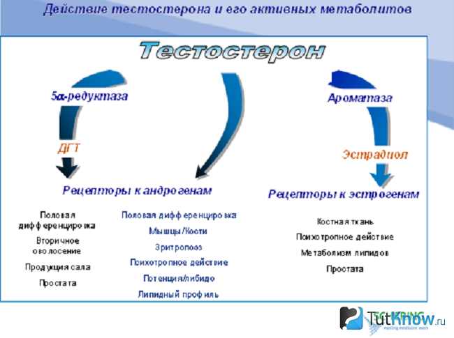 Схема действия тестостерона и его метаболитов