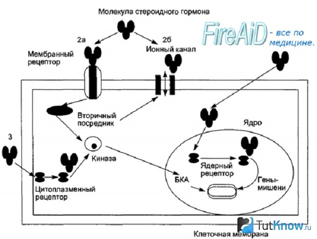 Схема действия стероидов