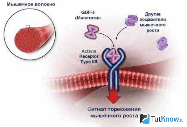 Схема блокировки миостатина