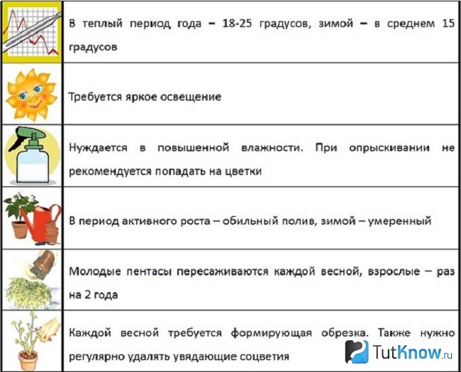 Советы по выращиванию пентаса