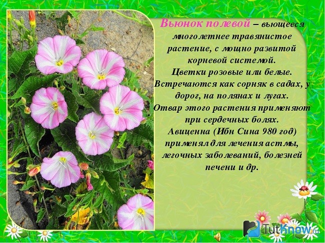 Лечебные свойства вьюнка полевого