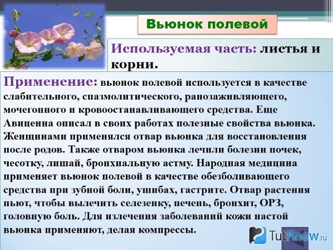 Справка о применении вьюнка в медицине