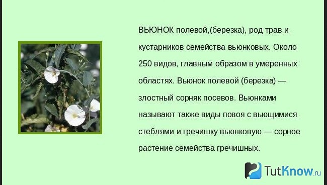 Справка о вьюнке полевом