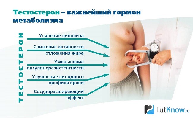 Функции тестостерона в организме