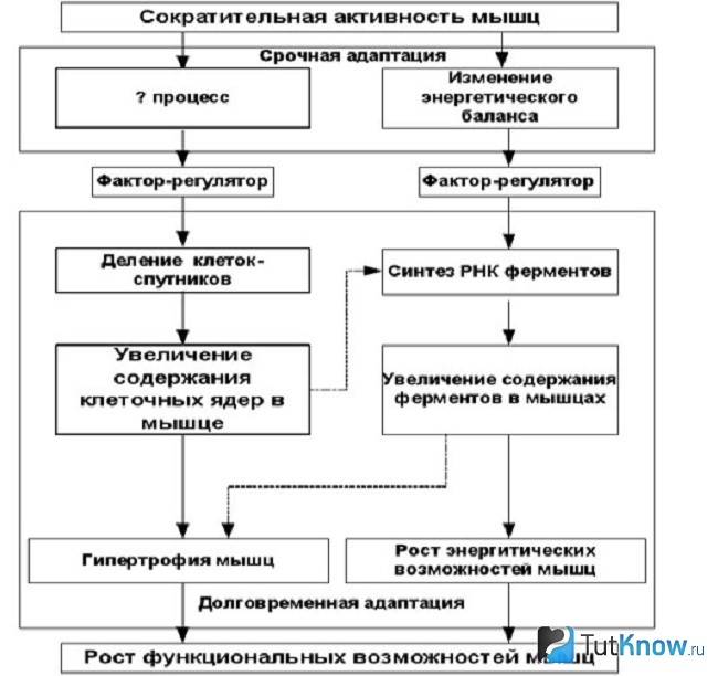 Влияние сократительной активности мышц на их рост
