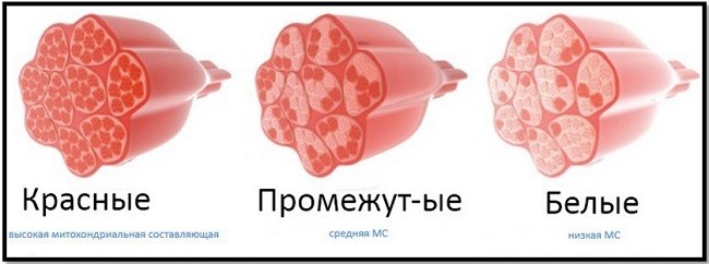 Типы мышечных волокон