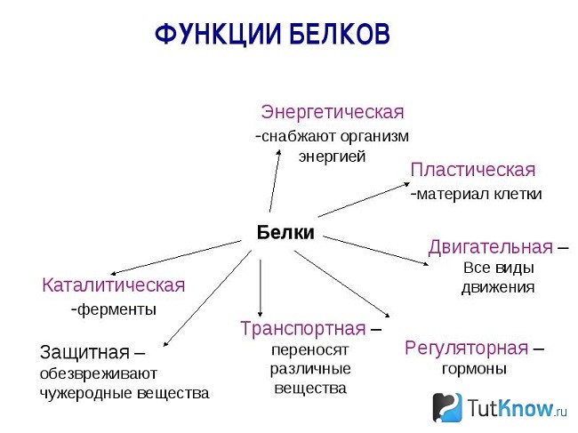 Схема функций белков
