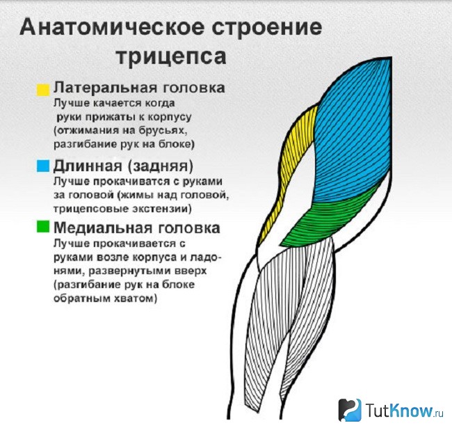 Схема строения трицепса