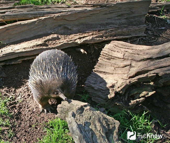 Tachyglossus aculeatus multiaculeatus