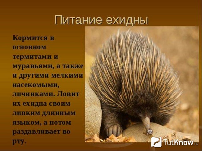 Заметка о питании ехидны