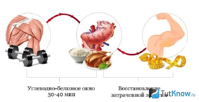 Схема белково-углеводного окна
