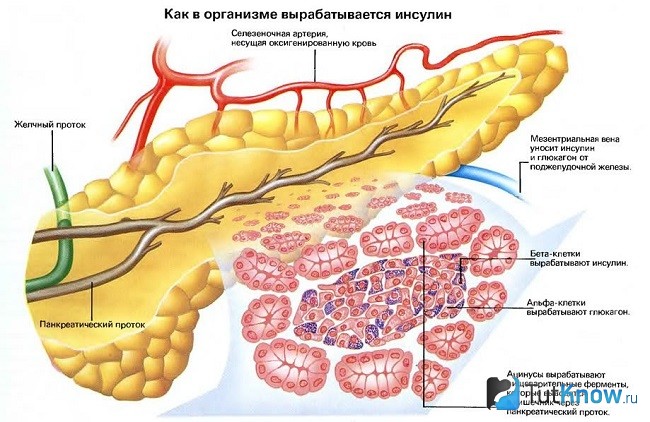 Схема выработки инсулина
