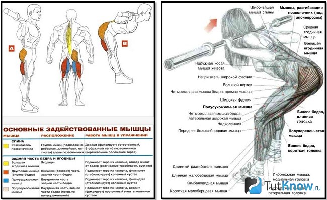 Мышцы, задействованные при наклонах со штангой