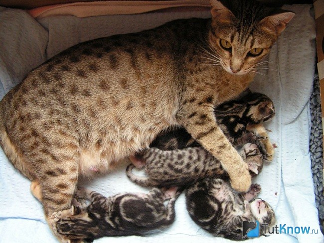 Кошка с котятами оцикет