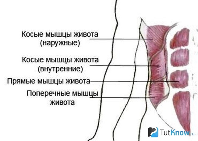 Схематическое изображение мышц живота