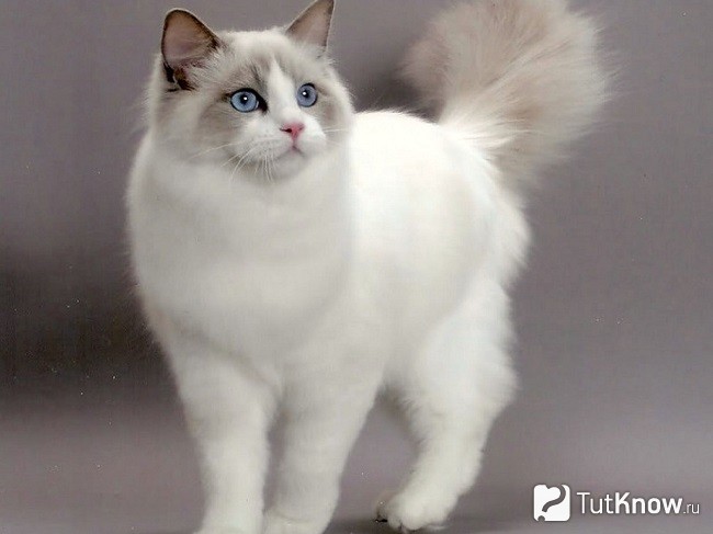 Кошка рэгдолл окраса колор-поинт