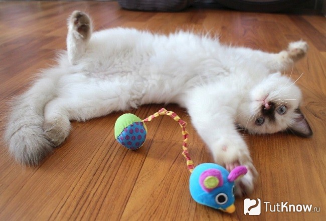 Котенок рэгдолл играет