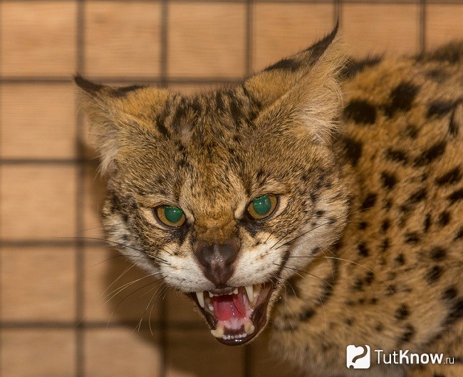 Саванна скалится