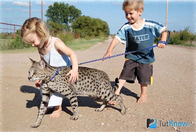 Саванна на поводке с детьми