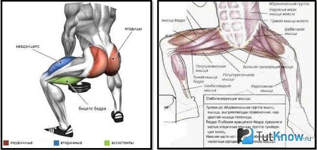 Мышцы, задействованы при приседаниях сумо с гантелей