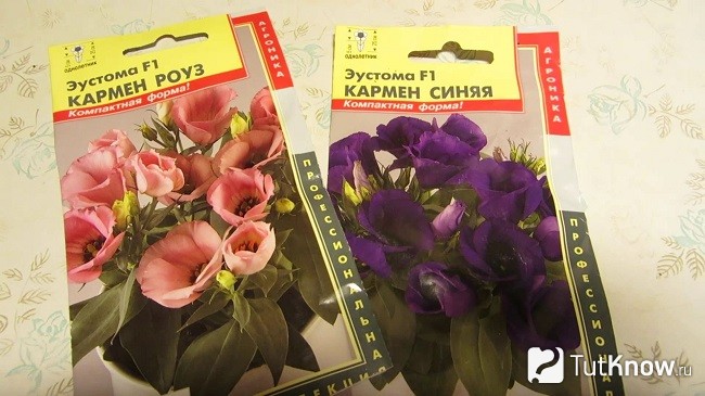 Семена эустомы