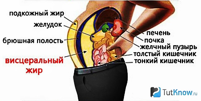 Схема образования висцерального жира