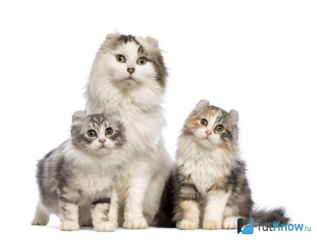 Кошка и котята американского керла