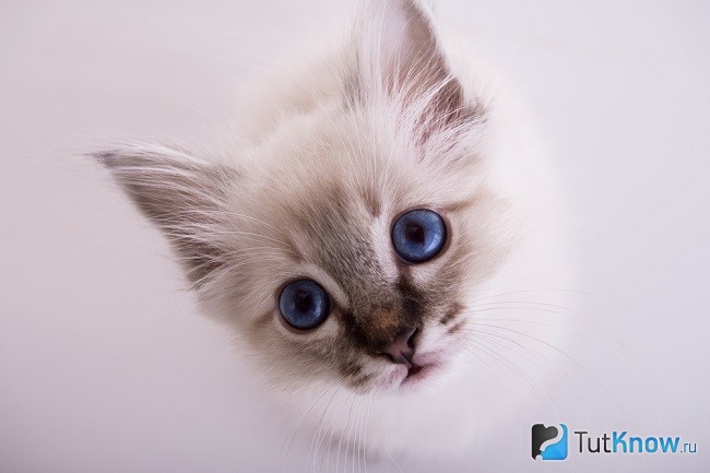 Бурманский котенок