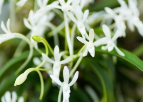 Neofinetia falcata
