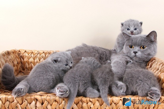 Кошка и котята