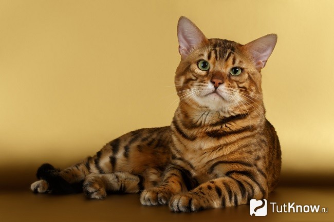 Бенгальская кошка лежит