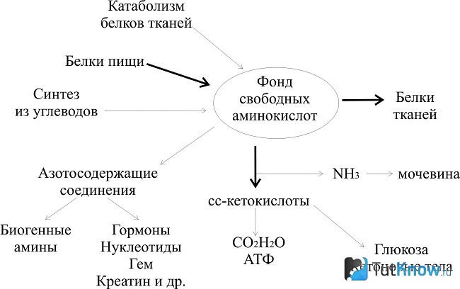 Схема синтеза белка