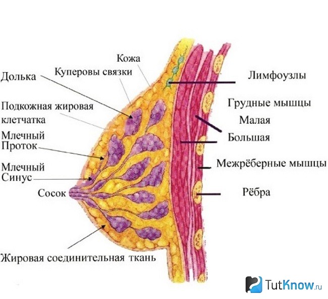 Строение груди