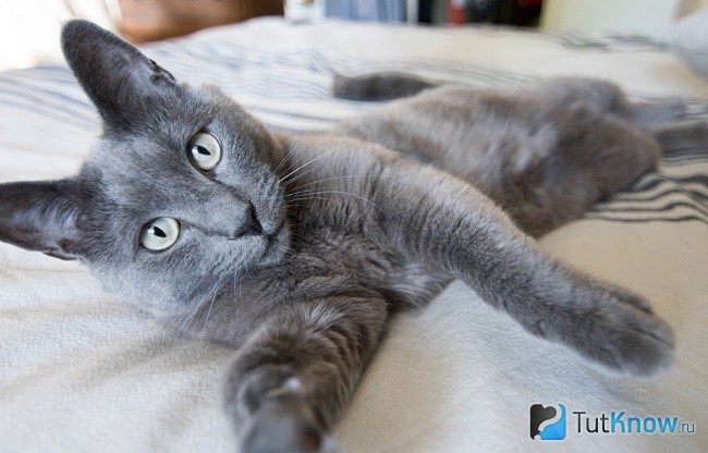 Кот лежит