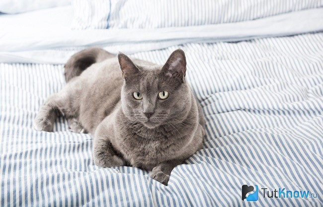 Кастрированный кот